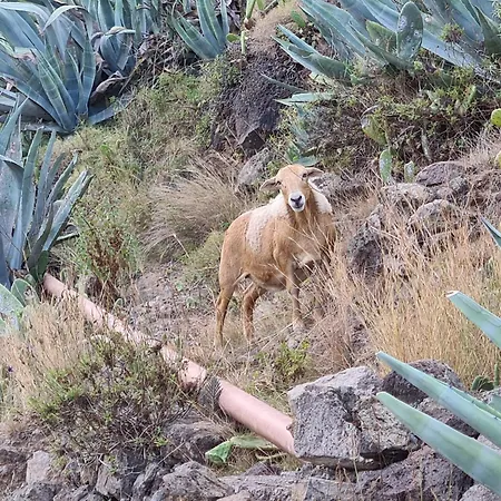 Appartement Casa Alicia 2 Hermigua