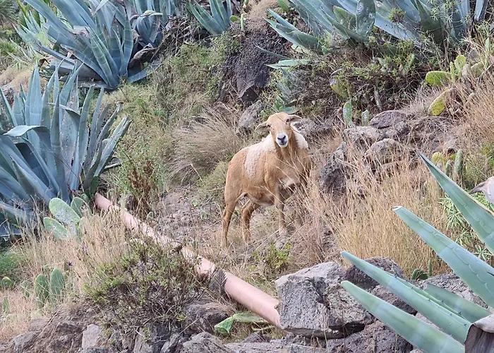 Apartament Casa Alicia 2 Hermigua